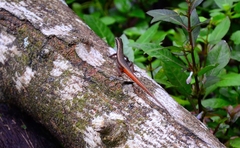 Sphenomorphus dussumieri