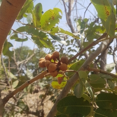 Detarium microcarpum