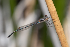 Austrolestes aleison
