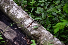 Sphenomorphus dussumieri