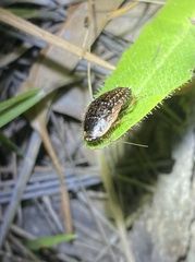 Calolampra