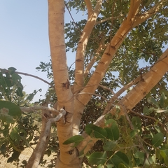 Detarium microcarpum