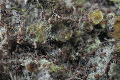 Fungi
