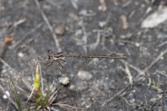 Archiargiolestes parvulus