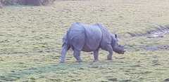 Rhinoceros unicornis