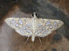 Nausinoe