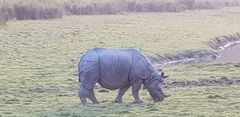 Rhinoceros unicornis