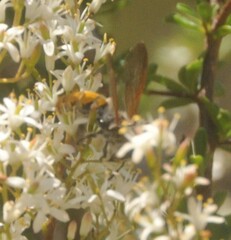 Radumeris tasmaniensis