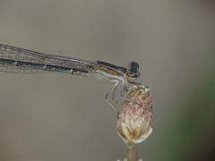 Agriocnemis splendidissima