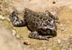 Leptobrachium smithi