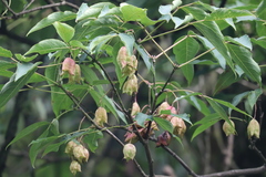Staphylea holocarpa