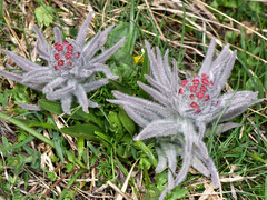 Cynoglossum magellense