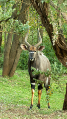 Tragelaphus angasii