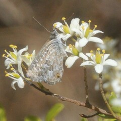 Theclinesthes serpentata
