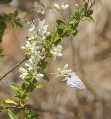 Theclinesthes serpentata