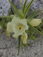 Mohavea confertiflora