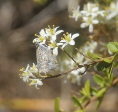 Theclinesthes serpentata