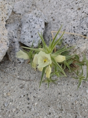 Mohavea confertiflora