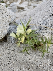 Mohavea confertiflora