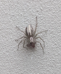 Oxyopes gracilipes