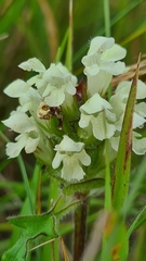 Prunella laciniata
