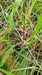 Prunella laciniata
