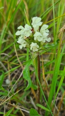 Prunella laciniata