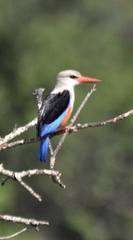 Halcyon leucocephala