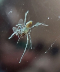 Clubionidae
