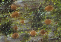 Cryptodiscus pallidus