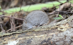 Hexagonia