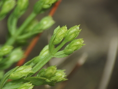 Echiochilon pauciflorum