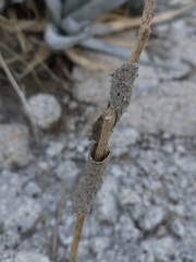 Gnathamitermes