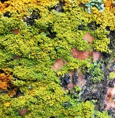 Candelaria concolor