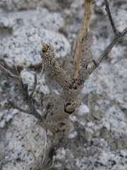 Gnathamitermes