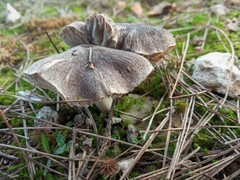 Tricholoma terreum