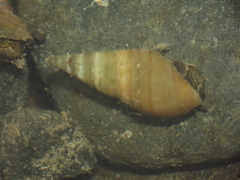 Melanoides tuberculata