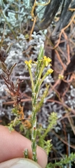 Struthiola