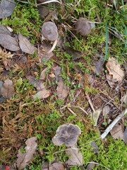 Tricholoma terreum