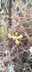 Struthiola