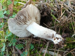 Tricholoma terreum