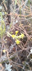 Struthiola