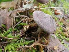 Tricholoma terreum