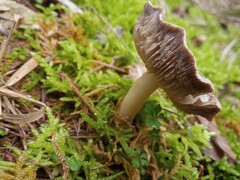 Tricholoma terreum