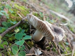 Tricholoma terreum