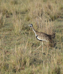 Lissotis melanogaster