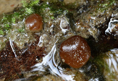 Adelphella babingtonii