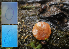 Adelphella babingtonii