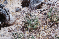 Coryphantha macromeris macromeris