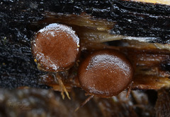 Adelphella babingtonii